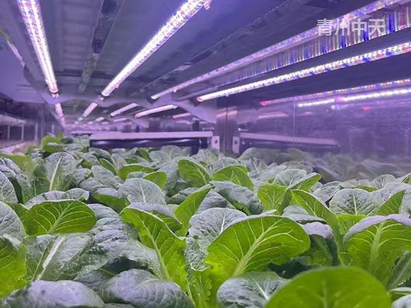 植物工廠(chǎng)