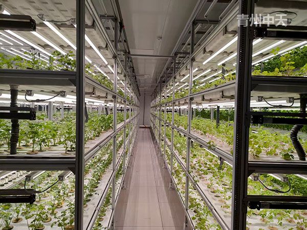 植物工廠(chǎng)