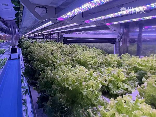 植物工廠(chǎng)